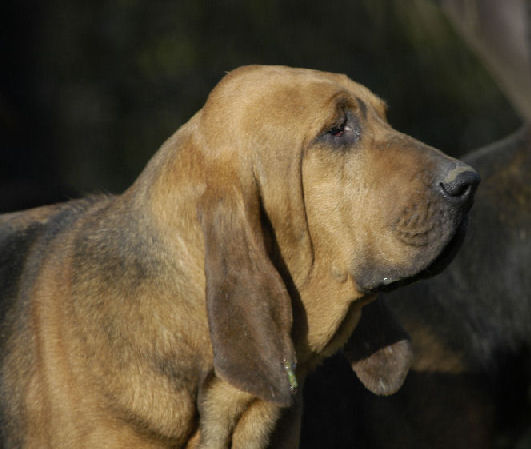 CAINE DE SAINT HUBERT BLOODHOUND